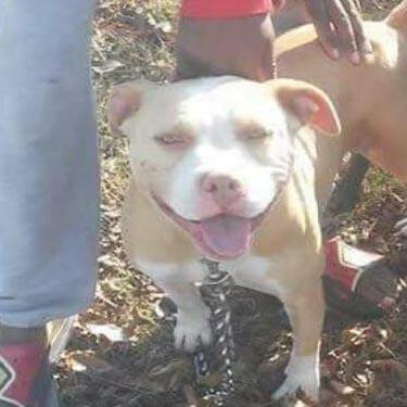 Natural State Bully Industry Kennel Farms Queen Bella.jpg